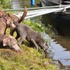 hundefamilien - treffen 09.09.2017   32